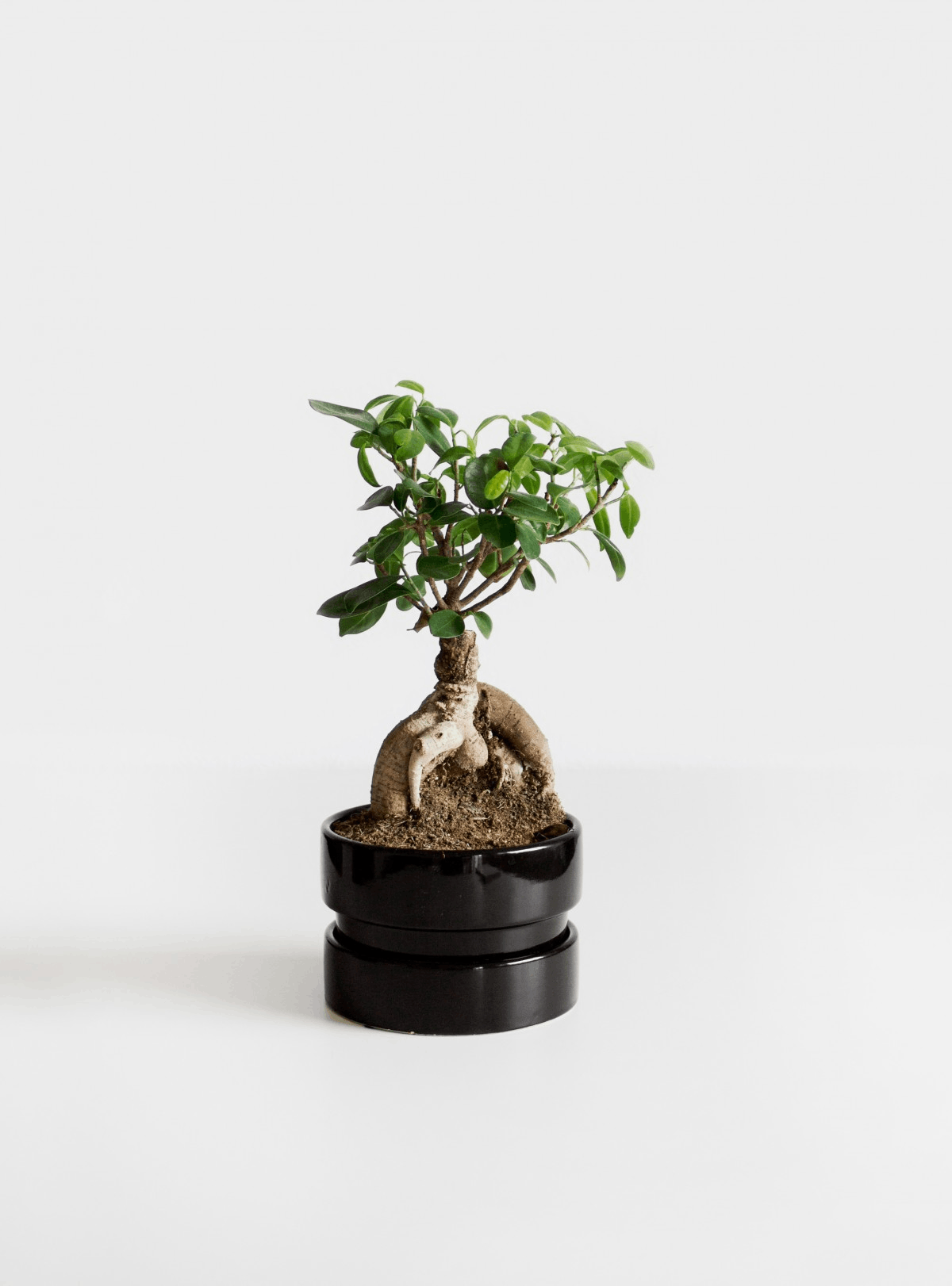 bonsai photo