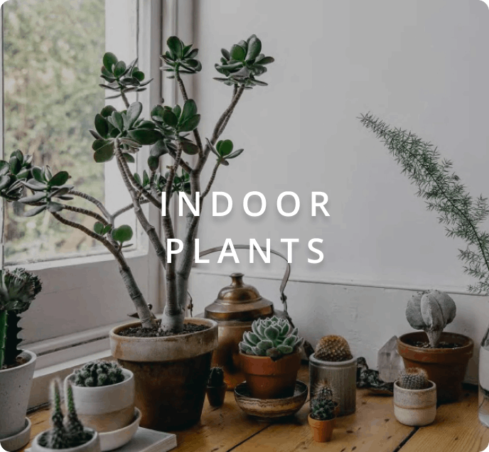indoor plants