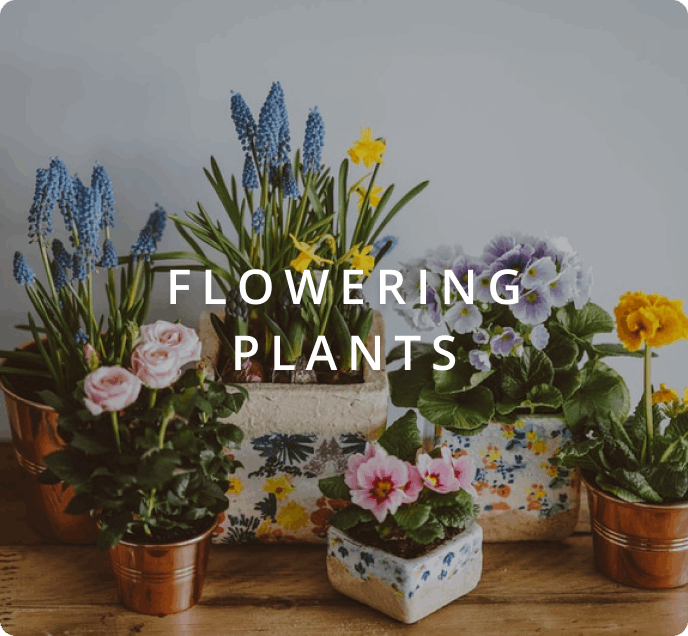 flowering plants
